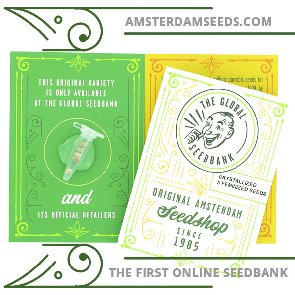 Crystallized female cannabis seeds by the amsterdam seedshop