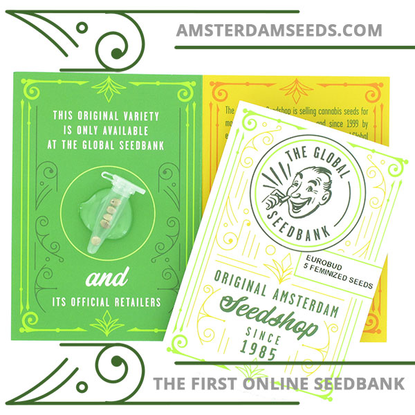 Euro Bud feminized cannabis seeds amsterdam seedshop