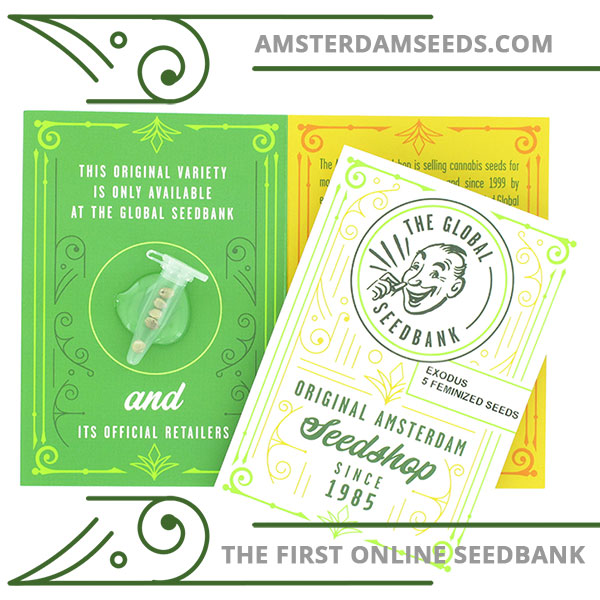 Exodus feminized cannabis seeds amsterdam seedshop