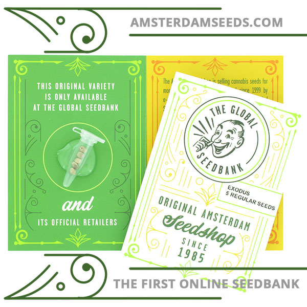 exodus regular cannabis seeds amsterdam seedshop exodus regular cannabis seeds amsterdam seedshop