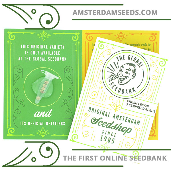 Fresh Lemon feminized cannabis seeds amsterdam seedshop