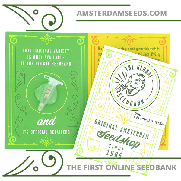 GNL feminized cannabis seeds amsterdam seedshop