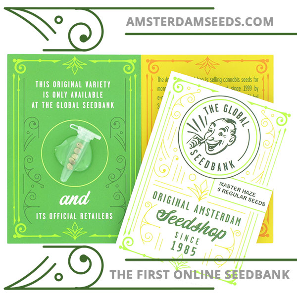 master haze regular cannabis seeds amsterdam seedshop