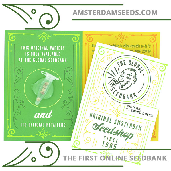 Mistique feminized cannabis seeds amsterdam seedshop