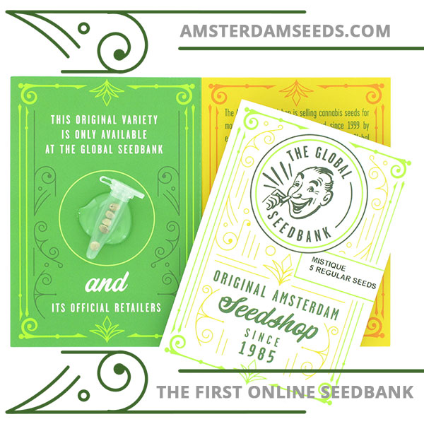 mistique regular cannabis seeds amsterdam seedshop