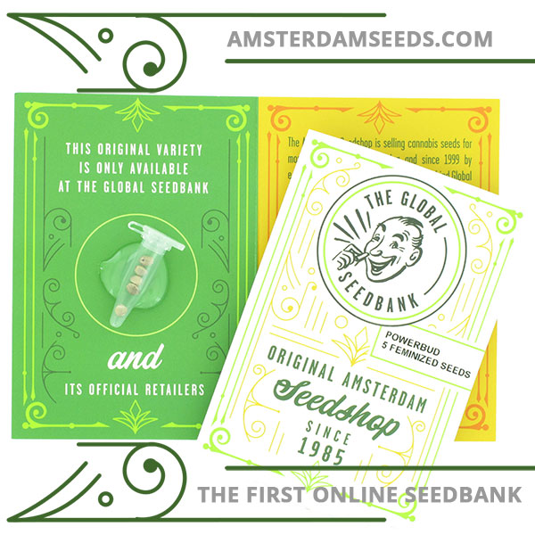 Power Bud feminized cannabis seeds amsterdam seedshop