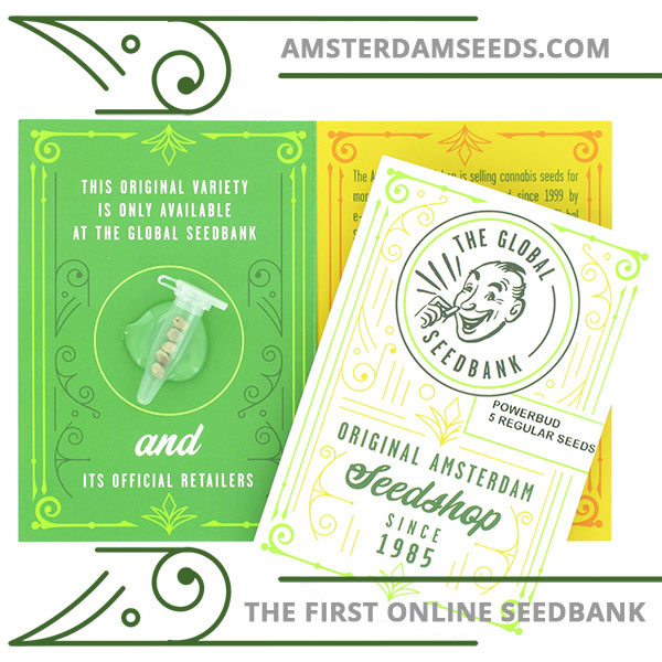 Power Bud regular cannabis seeds amsterdam seedshop