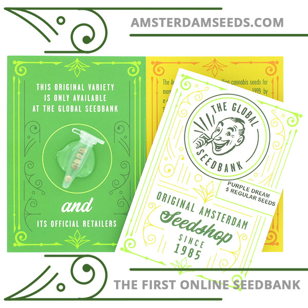 Purple Dream regular cannabis seeds amsterdam seedshop