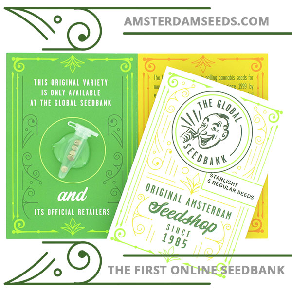 Starlight regular cannabis seeds amsterdam seedshop