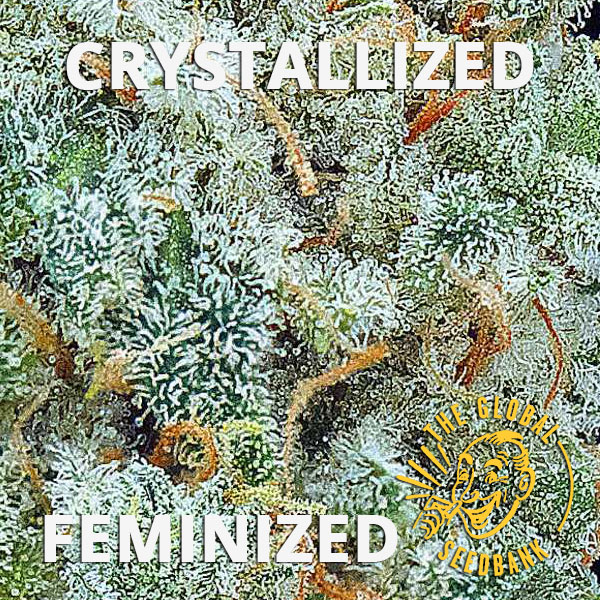 Crystallized Female Cannabis Seeds