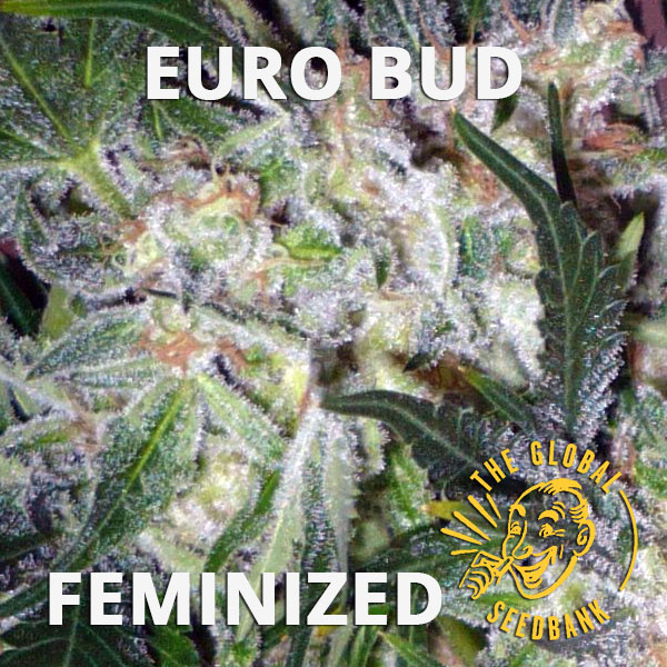 Euro Bud feminized seeds