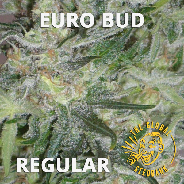 Euro Bud regular cannabis seeds by the amsterdam seedshop & global seedbank