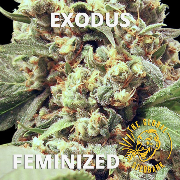 Exodus feminized cannabis seeds