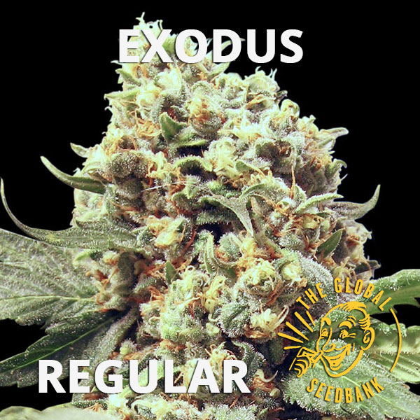 Exodus regular cannabis seeds by the amsterdam seedshop & global seedbank