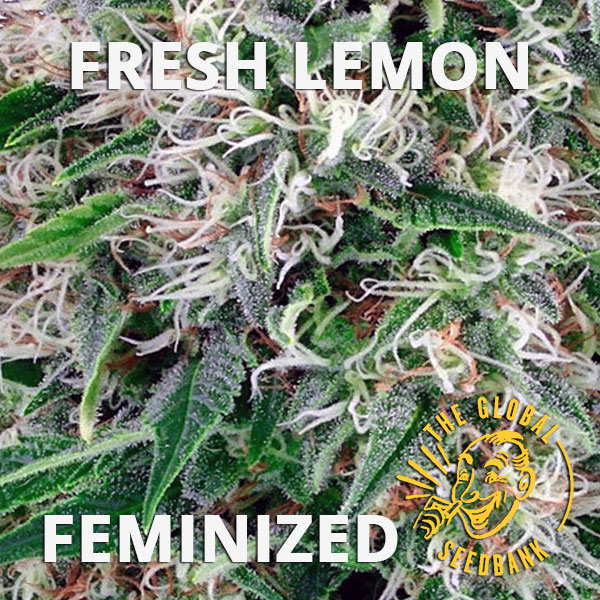 Fresh Lemon feminized cannabis seeds