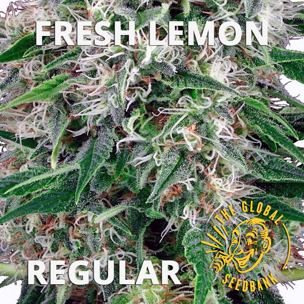 Fresh Lemon regular cannabis seeds by the amsterdam seedshop & global seedbank