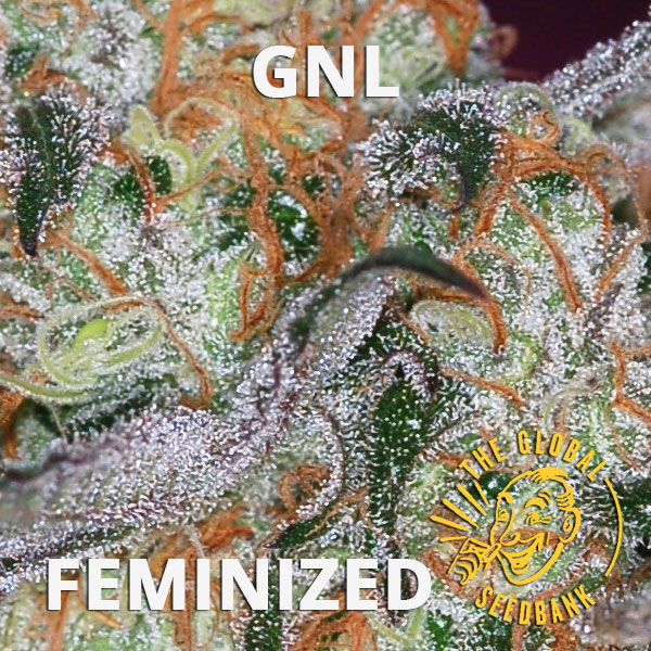 GNL special feminized cannabis seeds