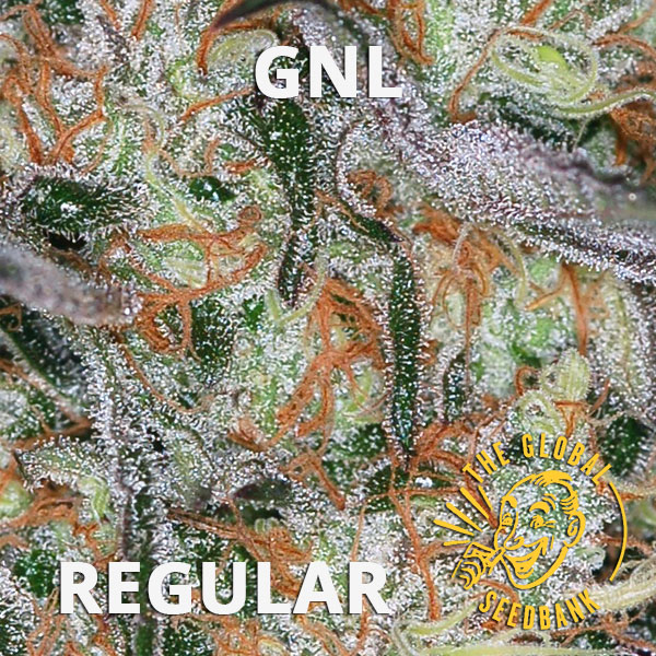 GNL Special regular cannabis seeds by the amsterdam seedshop & global seedbank