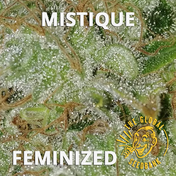 Mistique feminized cannabis seeds