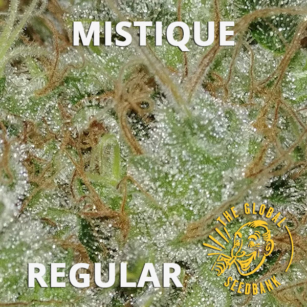 Mistique regular cannabis seeds by the amsterdam seedshop & global seedbank