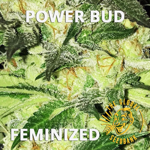 Power Bud feminized cannabis seeds