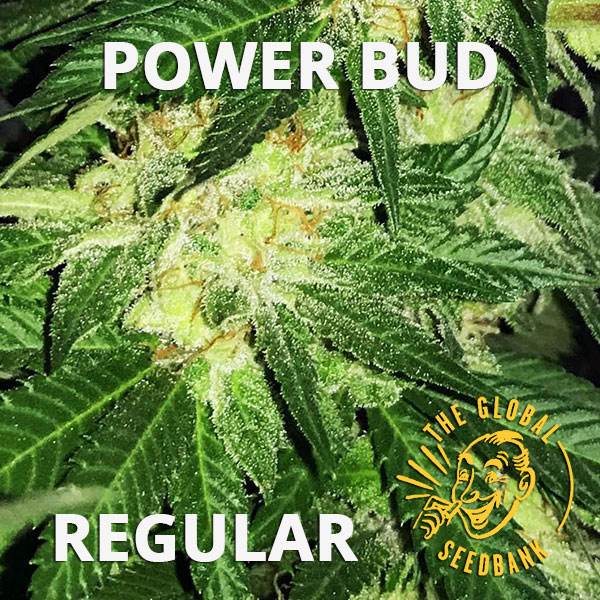 Power Bud regular cannabis seeds by the amsterdam seedshop & global seedbank