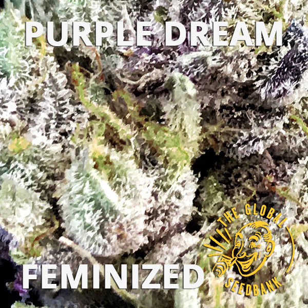 Purple Dream feminized cannabis seeds