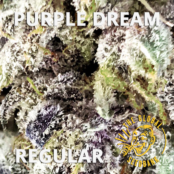 Purple Dream regular cannabis seeds by the amsterdam seedshop & global seedbank