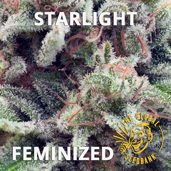 Starlight feminized seeds