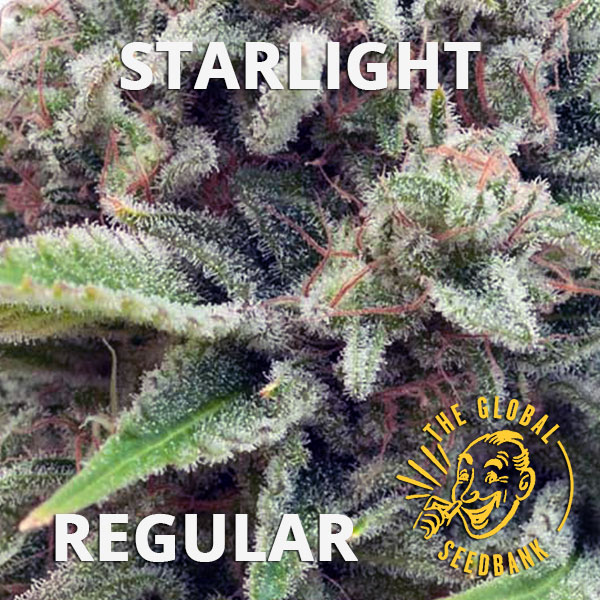 Starlight regular cannabis seeds by the amsterdam seedshop & global seedbank