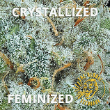 Crystallized Female Seeds