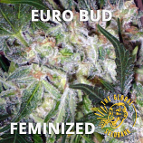 Euro Bud Feminized