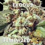 Exodus Feminized Seeds