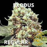 Exodus Regular