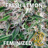 Fresh Lemon Feminized