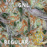 GNL Special Regular