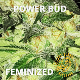 Power Bud Feminized