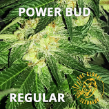 Power Bud Regular