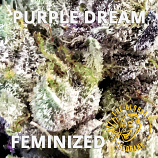 Purple Dream Feminized