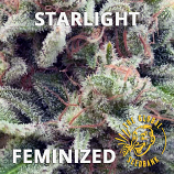 Starlight Feminized